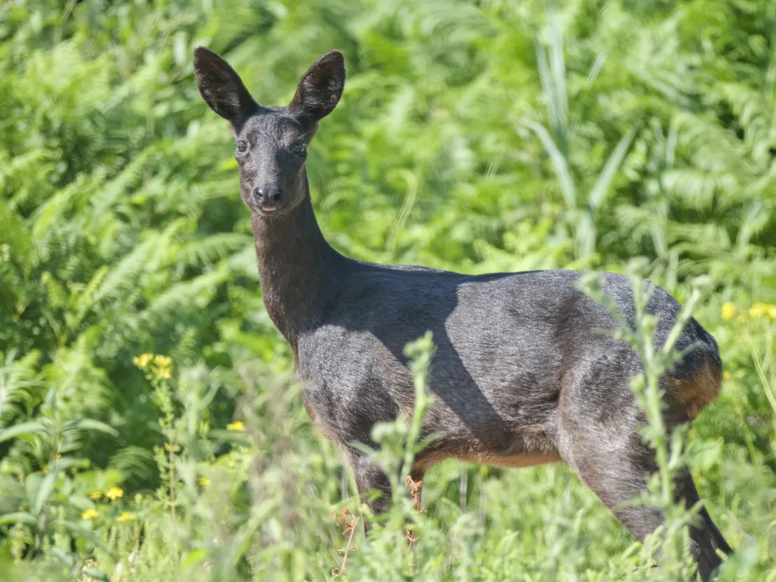 Chevreuil noir Biodiversité