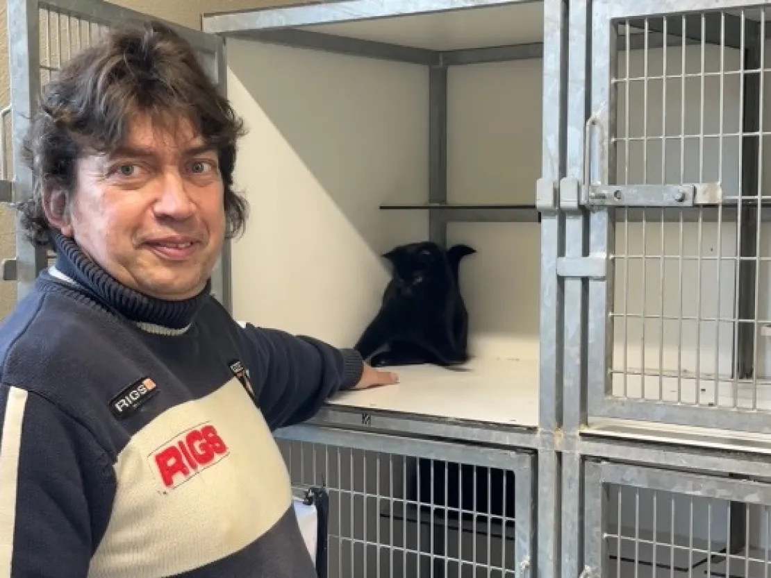 Dierenasiel vrijwilligerswerk