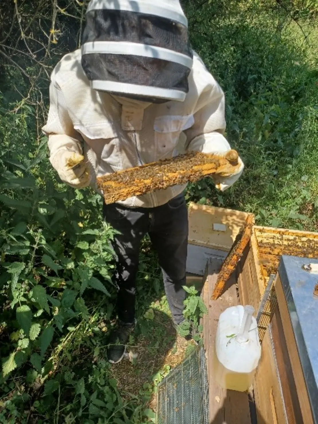 Les abeilles chez ArcelorMittal Gent