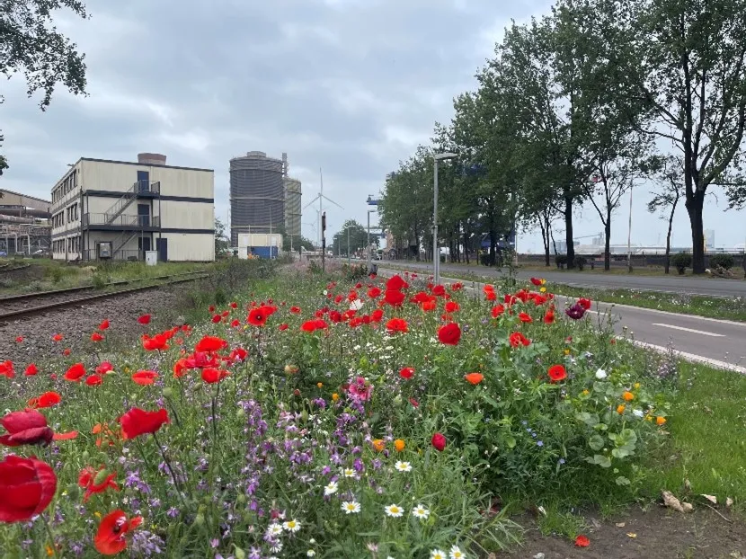 Fleurs sauvages chez ArcelorMittal à Gand
