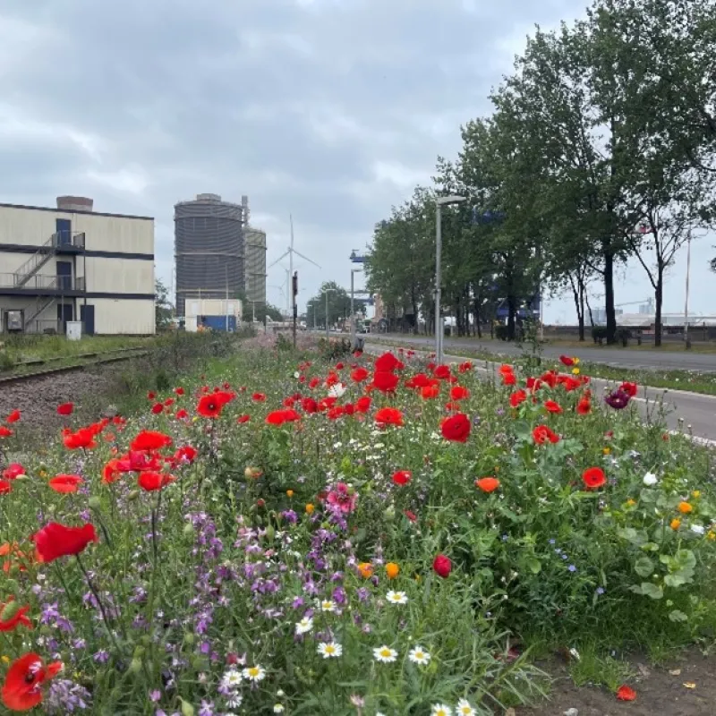 Fleurs sauvages chez ArcelorMittal à Gand